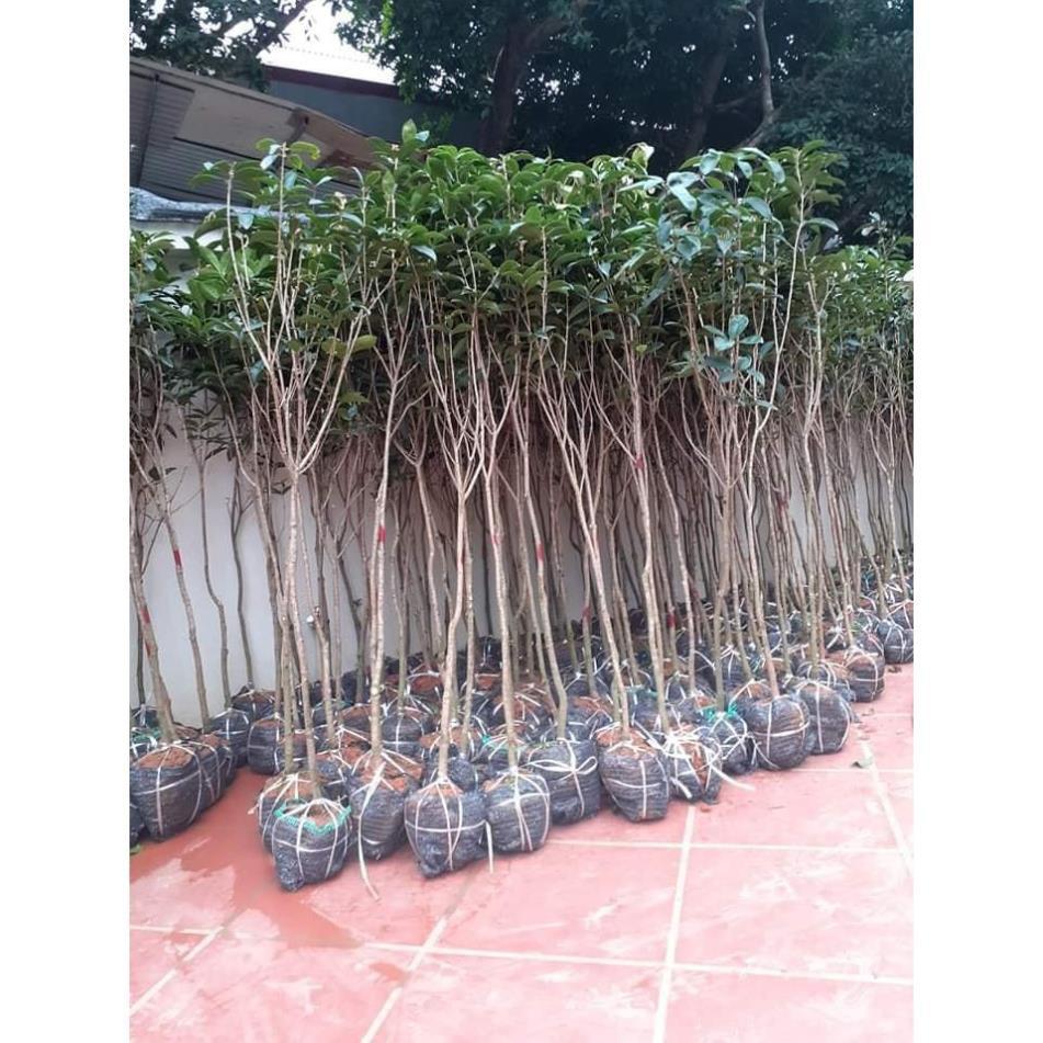 Hoa mộc hương ta giá rẻ