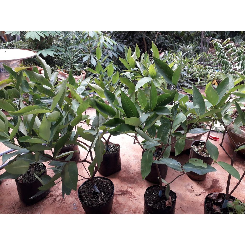 COMBO 2 Cây giống Mận Hoàng Yến.