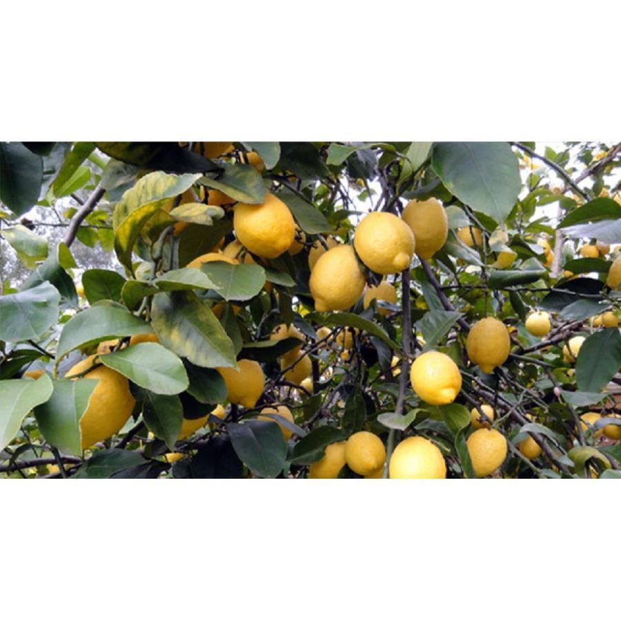 Cây chanh vàng lớn, sắp quả
