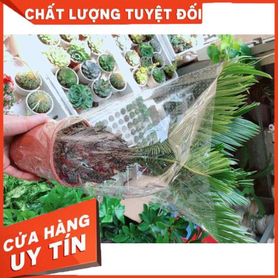 Cây vạn tuế Nhiều Người Mua