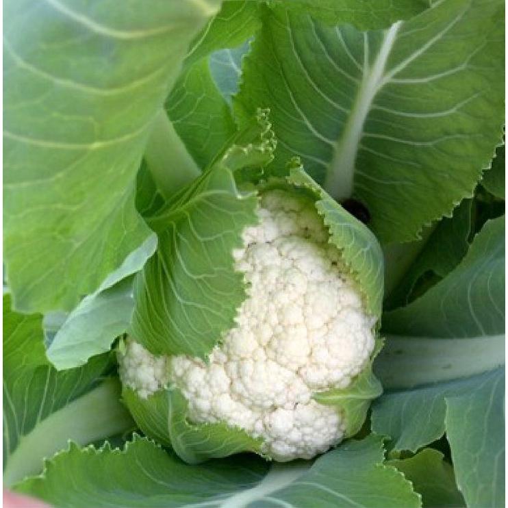 Hạt Giống Súp Lơ Trắng ,Bông Cải Trắng dể trồng f1- gói 0,2 Gram-tặng kèm gói phân bón lót