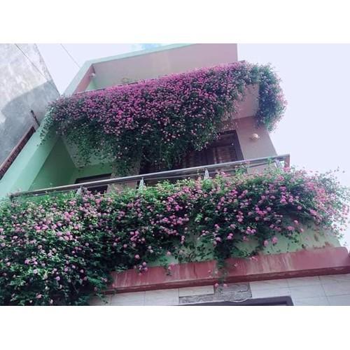 CHẬU HOA CÚC Ngũ Sắc Tím Rủ SIÊU ĐẸP - NCCCTNGTRSD