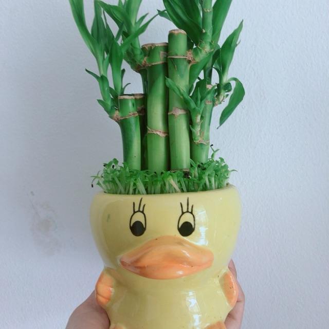 Chậu cây trúc phát tài