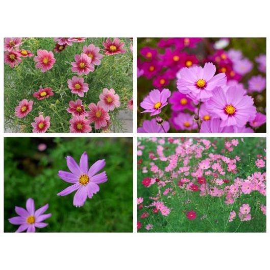 HẠT GIỐNG SAO NHÁY GÓI 50 HẠT
