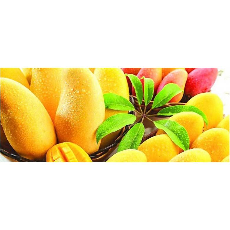 Cây giống Xoài Thanh ca .