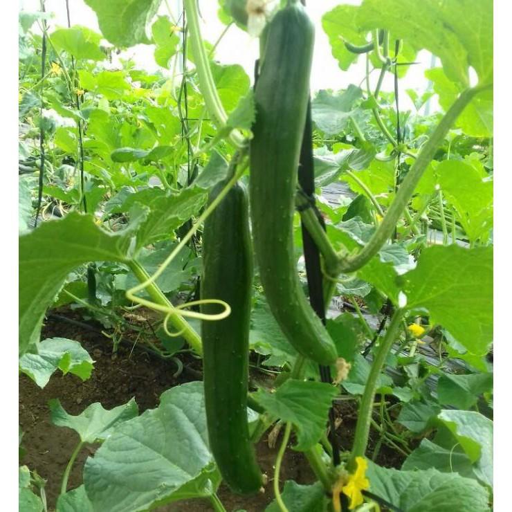 Hạt giống Dưa Chuột Trái Dài Nhật - 10 hạt/gói