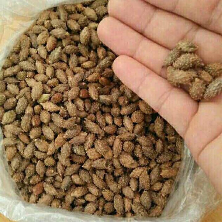 Quả ké đầu ngựa khô 1kg Hàng Cty Thaoduocso1