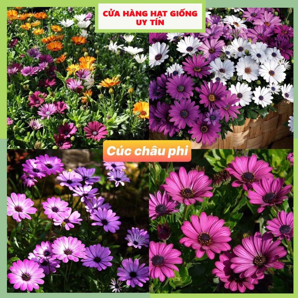 Hạt Giống Hoa Cúc Châu Phi F1 loại siêu dễ trồng dễ chăm sóc kháng sâu bệnh