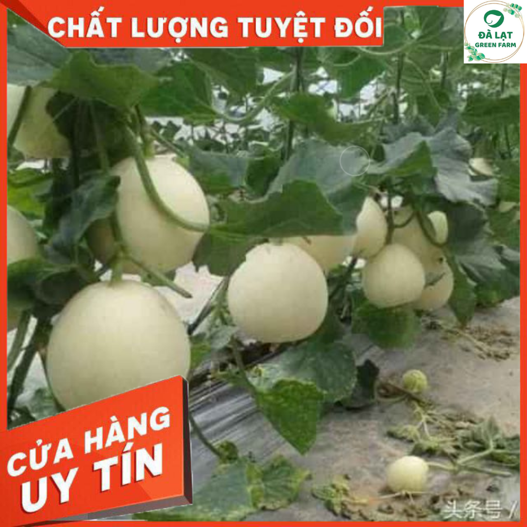 15H - HẠT GIỐNG DƯA LÊ SIÊU NGỌT