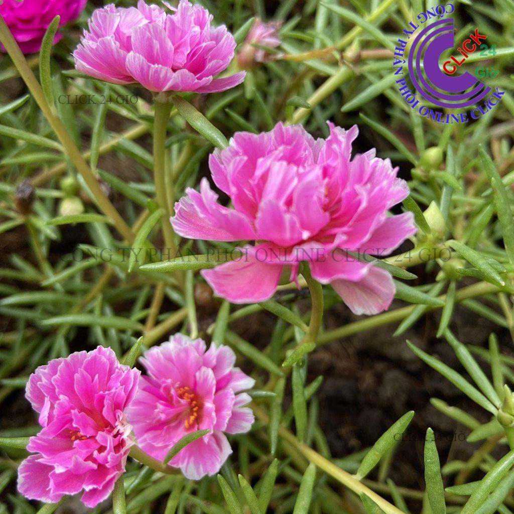 1 Ký Cành Giống Hoa Mười Giờ MẪU ĐƠN Cánh Tua Thái Kép Màu Mới Cành Tơ Siêu Khỏe Rất Đẹp