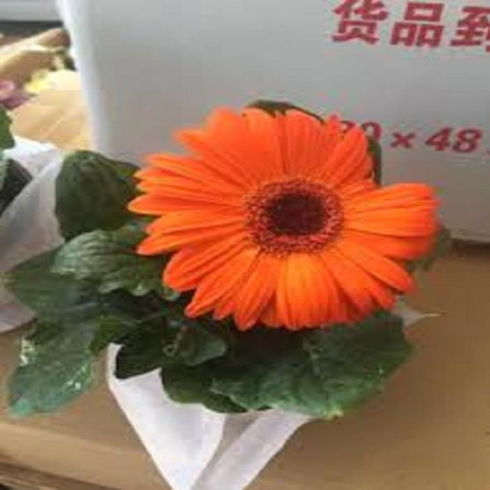 COMBO 5 CHẬU HOA ĐỒNG TIỀN LÙN HÀ LAN SIÊU ĐẸP ĐỦ MẶT HOA
