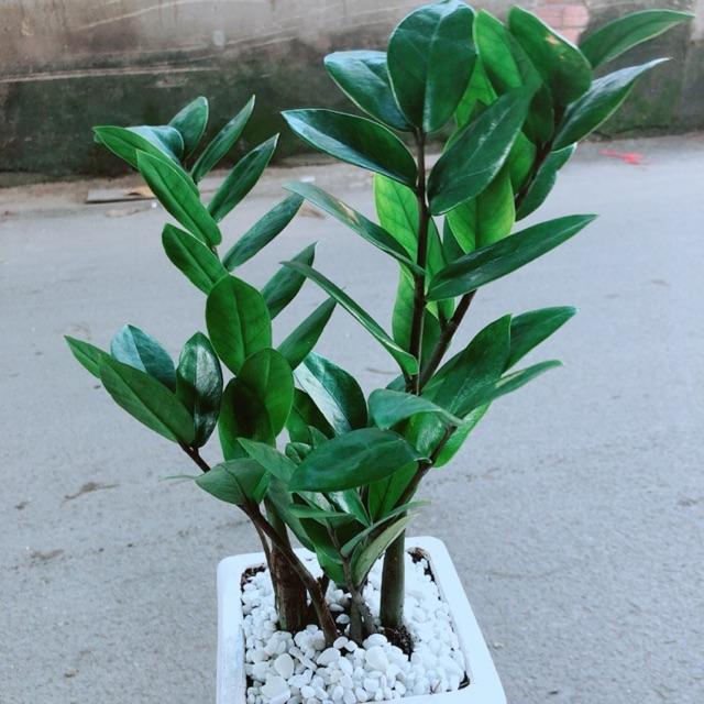 Chậu Kim Tiền Thái