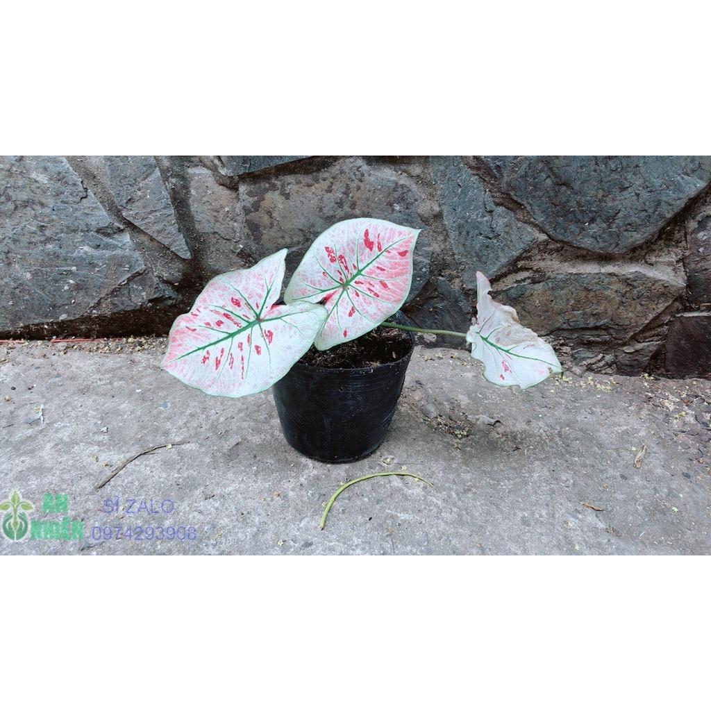 Cây Môn Trắng Kiểng