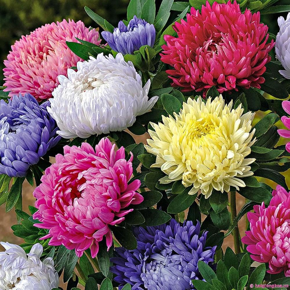 Hạt Giống Hoa Cúc Đài Loan Nhiều Màu Mix