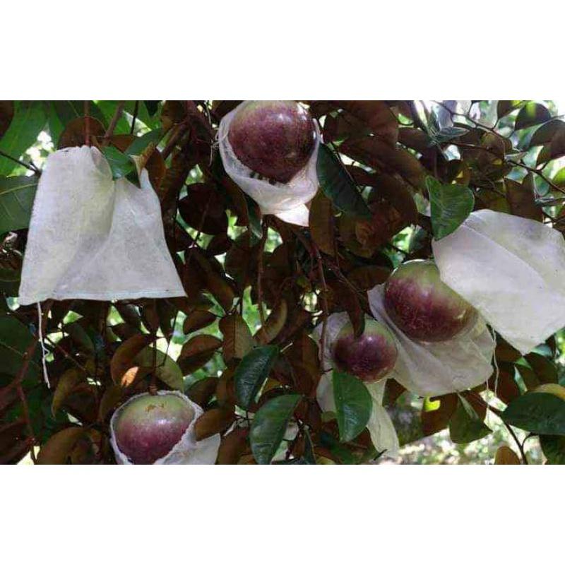 CÂY GIỐNG VÚ SỮA LÒ RÈN