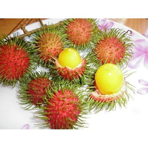 Cây giống Chôm Chôm ruột vàng