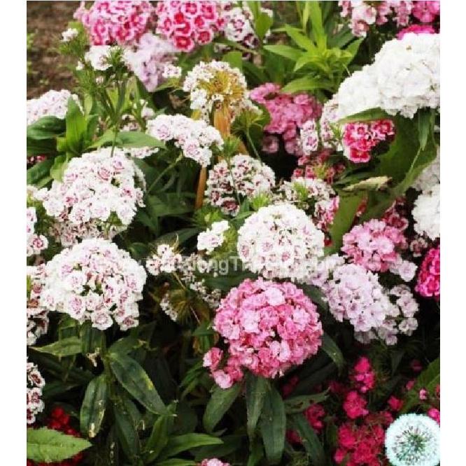 Hạt giống hoa cẩm chướng chùm mix màu KNS3597 - Gói 50 hạt