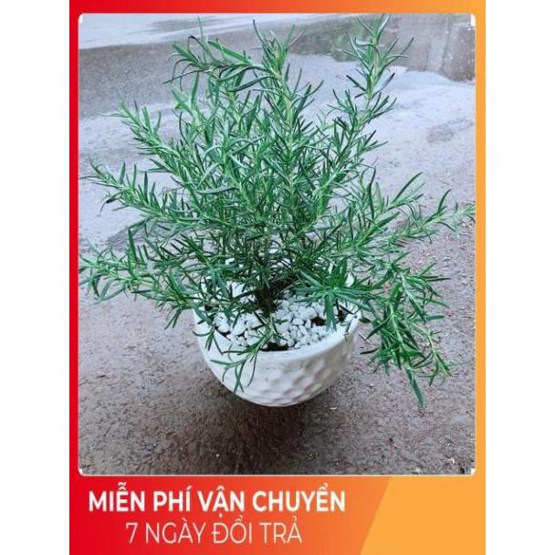 Chậu Hương Thảo