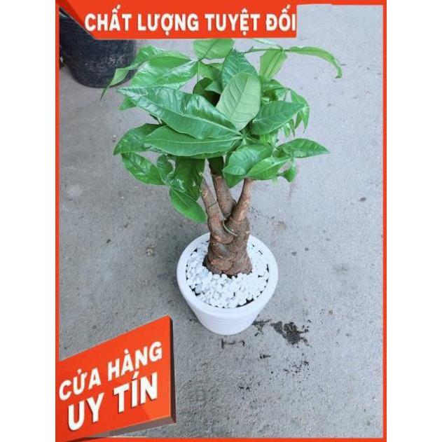 Chậu Kim Ngân 3 Thân Thắt Bính