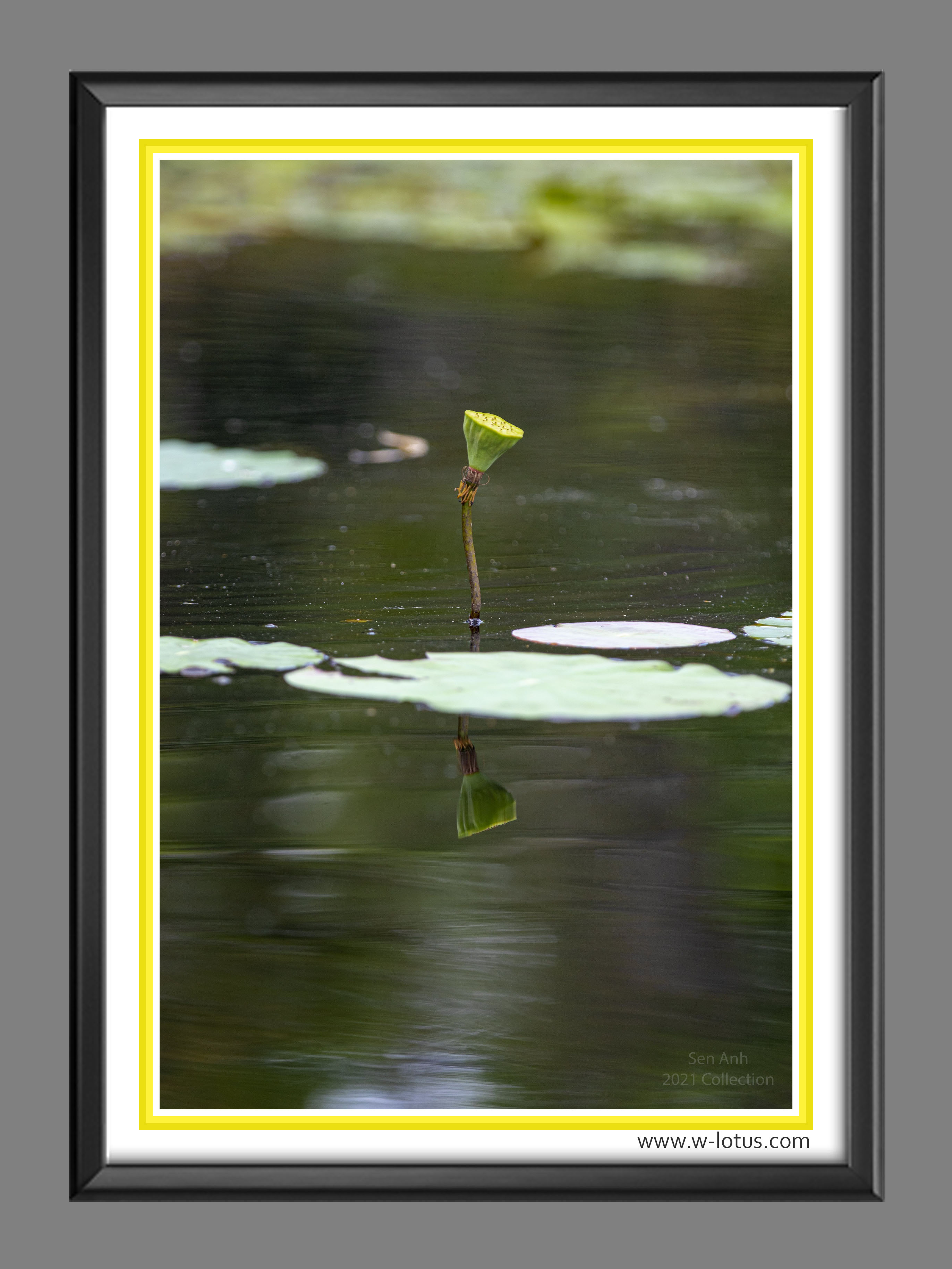 Tranh canvas hoa Sen treo phòng khách ST-00418