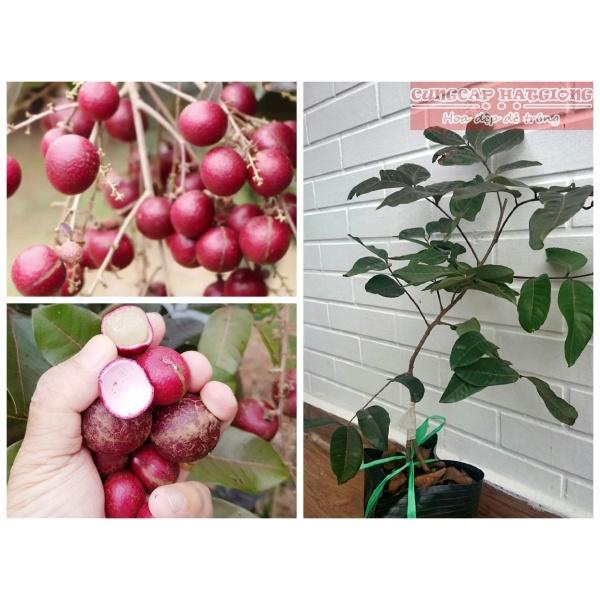 CÂY GIỐNG NHÃN TÍM SIÊU QUẢ SIÊU KINH TẾ