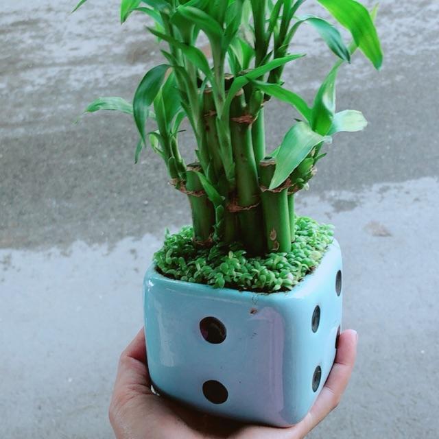 Chậu Trúc Phát Tài