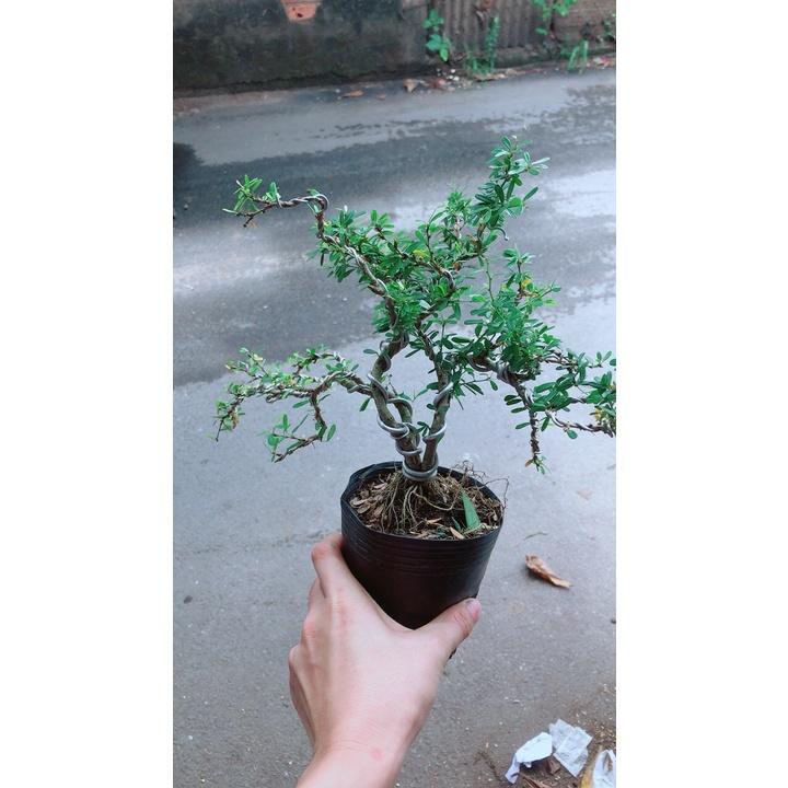 Linh Sam Bonsai