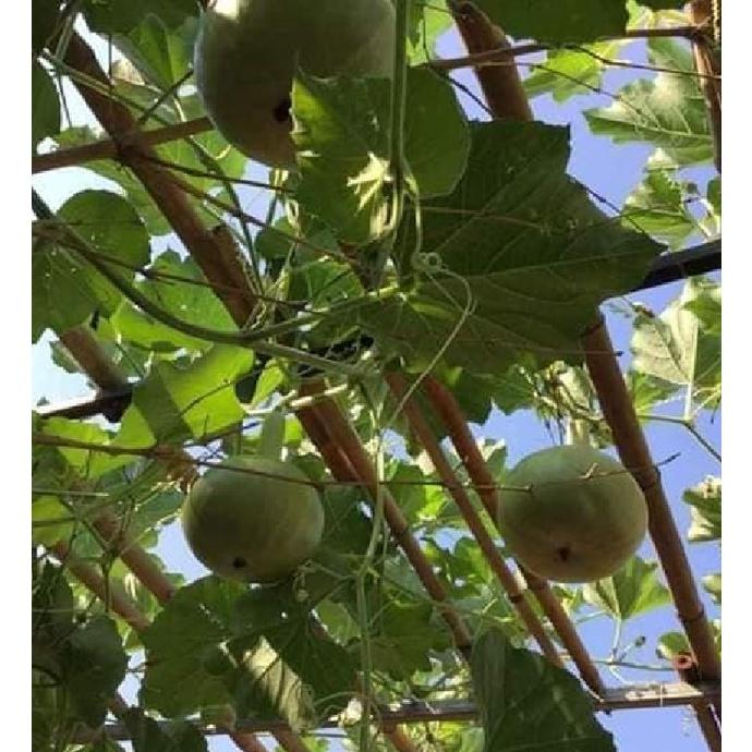 Hạt giống bầu quả tròn Thái lan-gói 10 hạt/tặng kèm gói phân bón lót