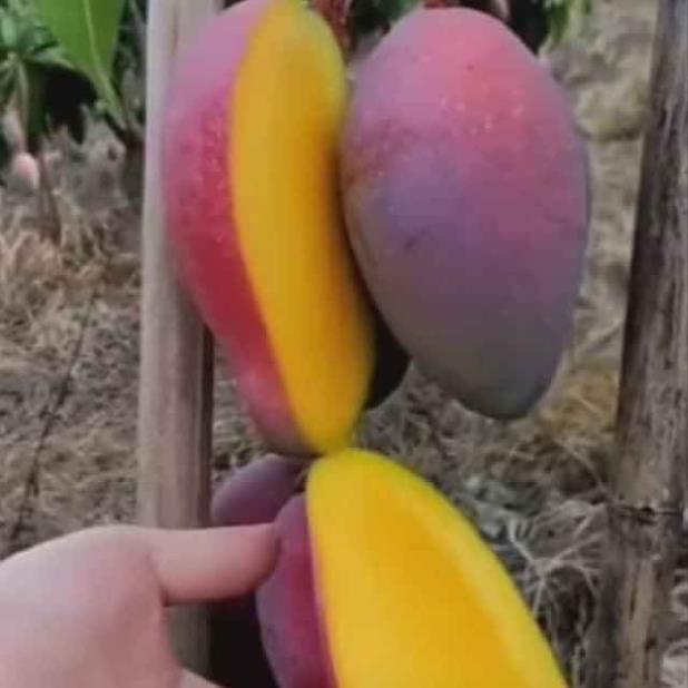 Cây Giống Xoài Thái Tím