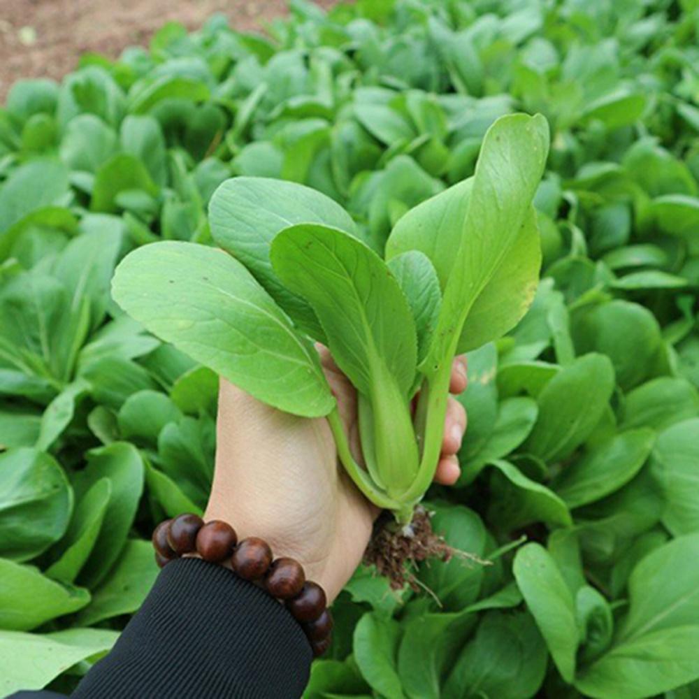 Hạt giống rau cải thìa dể trồng f1-gói 20 gram/tặng kèm gói phân bón lót
