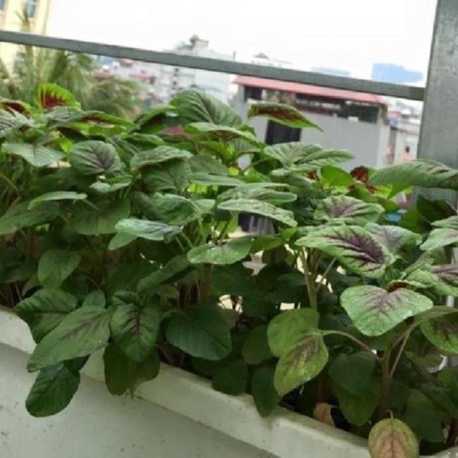 Combo 3 gói hạt giống rau dền khoang -gói 20gram- tặng kèm 1 gói phân bón-ABC