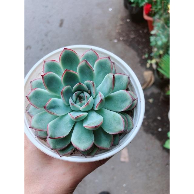 Sen Đá Viền Hồng