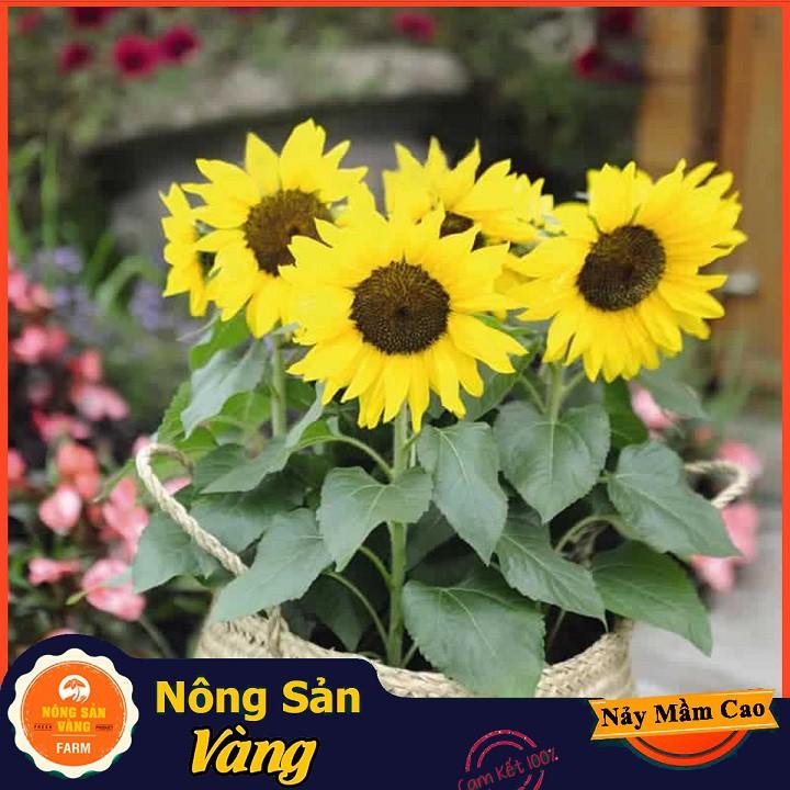 Hạt giống Hoa Hướng Dương Vàng Lùn
