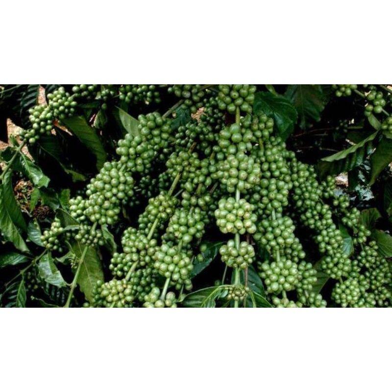 1 KG HẠT GIỐNG CÀ PHÊ XANH LÙN