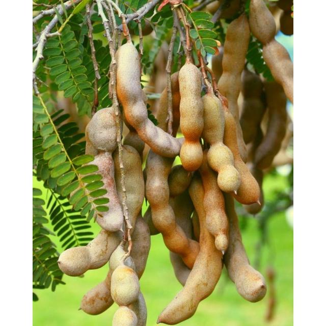 ️ Cây Giống ️  Cây Me Thái Giống cao 80-100cm Siêu Trái Quả Ngọt Sai Dễ Trồng