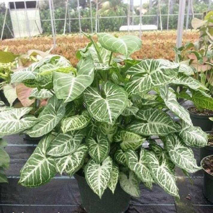 CHẬU CÂY TRÓC BẠC- CÂY TRẦU BÀ TRẮNG ,CÂY PHONG THỦY, CÂY NỘI THẤT VƯỢNG KHÍ GIA CHỦ