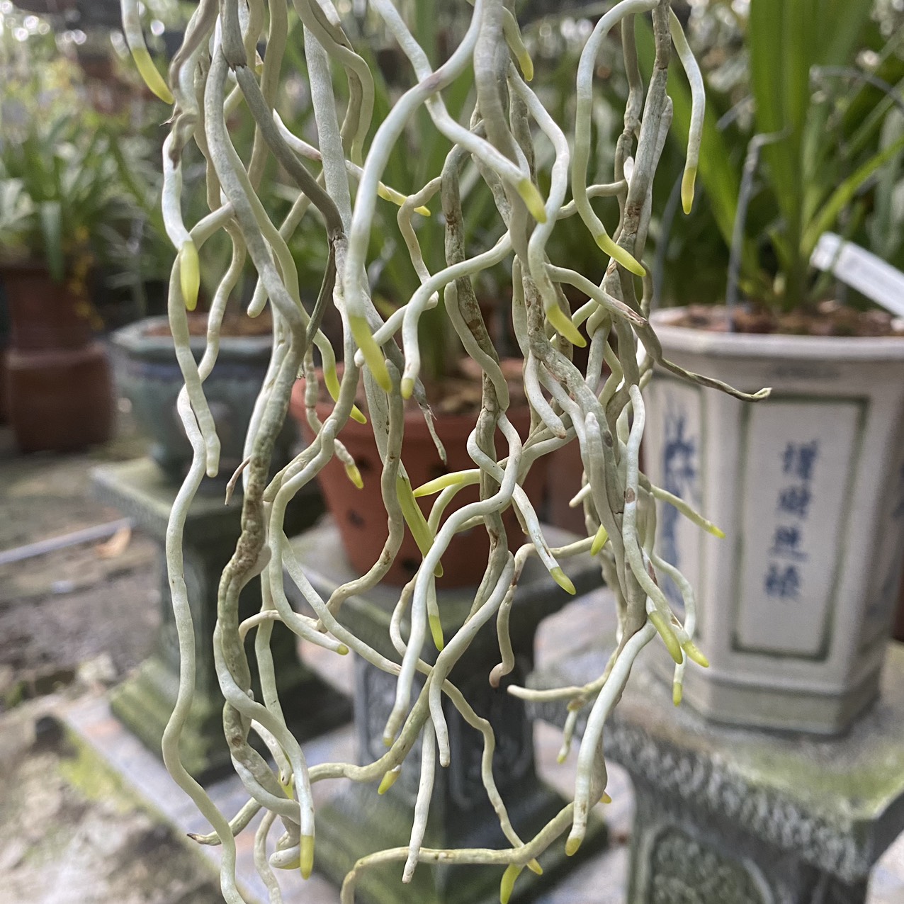 PHÂN BÓN B1 HỮU CƠ CHIẾT XUẤT TỪ TẢO BIỂN CHUYÊN DÙNG CHO LAN, CÂY CẢNH