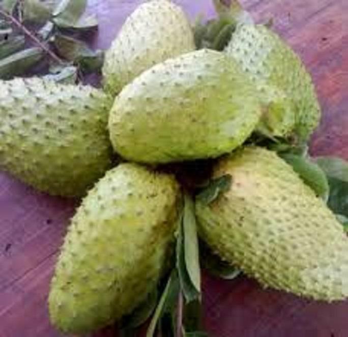 Cây MÃNG CẦU GAI