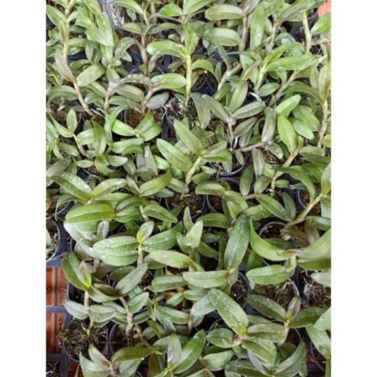Combo 2 cốc giả hạc thác bay cây năm 2