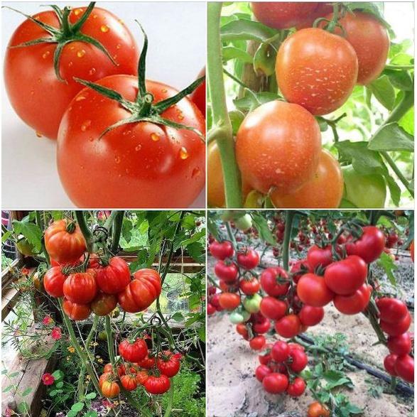 Hạt giống cà chua chịu nhiệt đỏ dể trồng f1 - Gói 20 hạt-tặng kèm gói phân bón lót