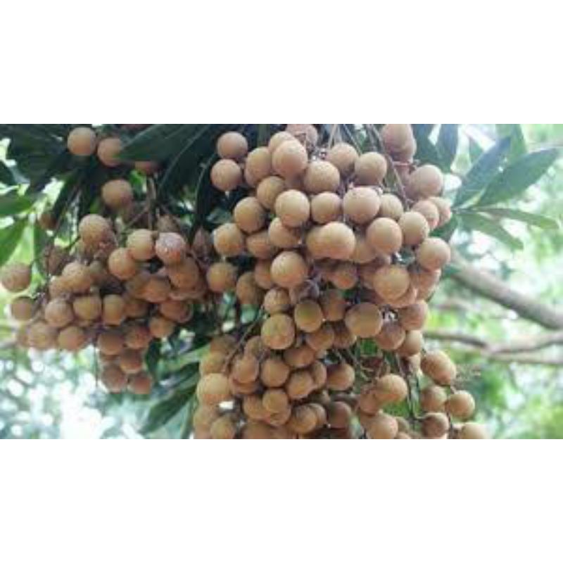 Cây giống nhãn hương chi cho trái sớm