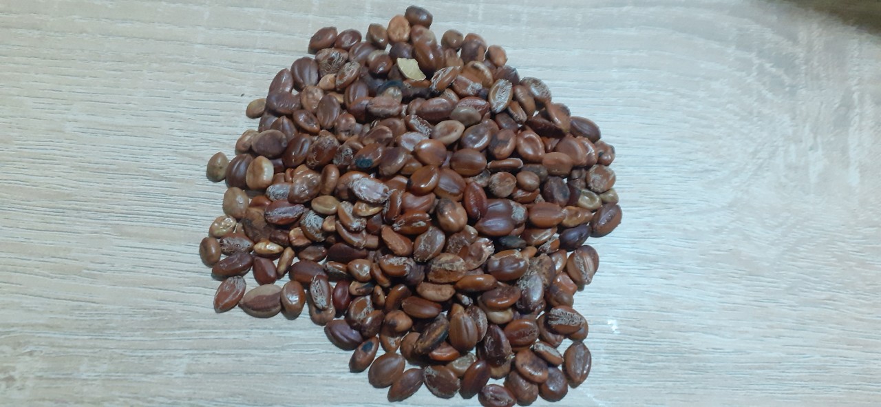 Hạt giống muồng hoàng yến