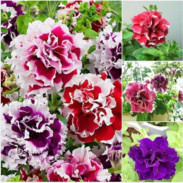 Hạt Giống Hoa Dạ Yến Thảo cánh kép nhiều màu -30 hạt