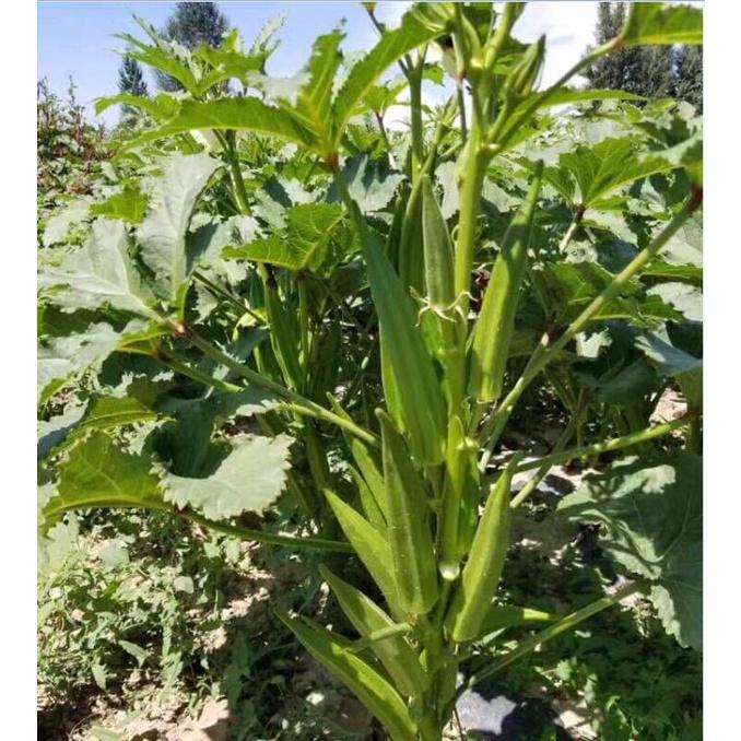 Hạt giống đậu bắp cao sản KNS372 - Gói 10gram