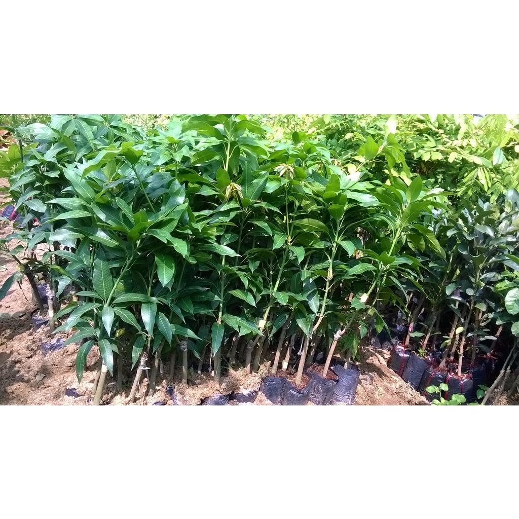 Cây giống Xoài trồng chậu.