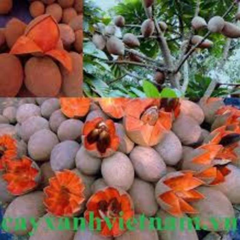 Cây giống hồng xiêm ruột đỏ cây giống mới độc lạ quả ngon ngọt cho giá trị kinh tế cao