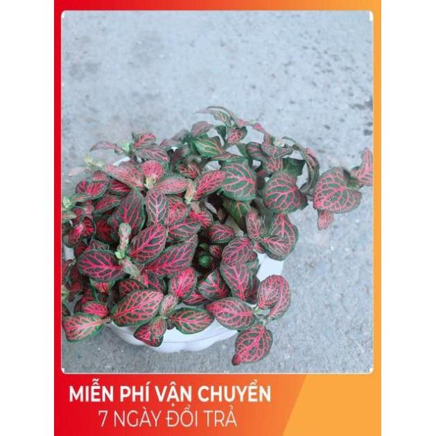 Chậu Cẩm Nhung Đỏ