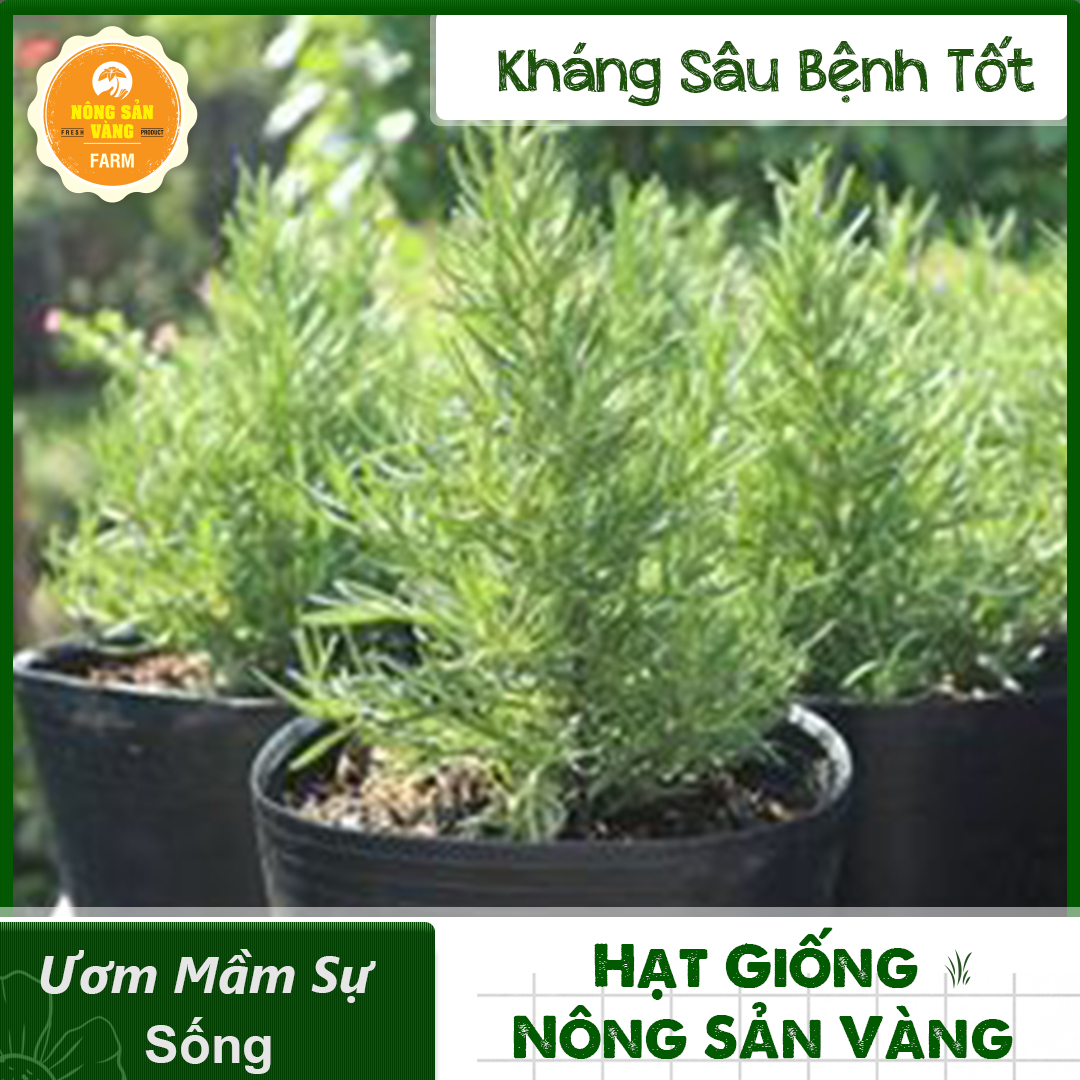 Hạt giống Cây Đuổi Muỗi (Cây Hương Thảo) Mùi Rất Thơm (Gói 15 Hạt ) - Nông Sản Vàng