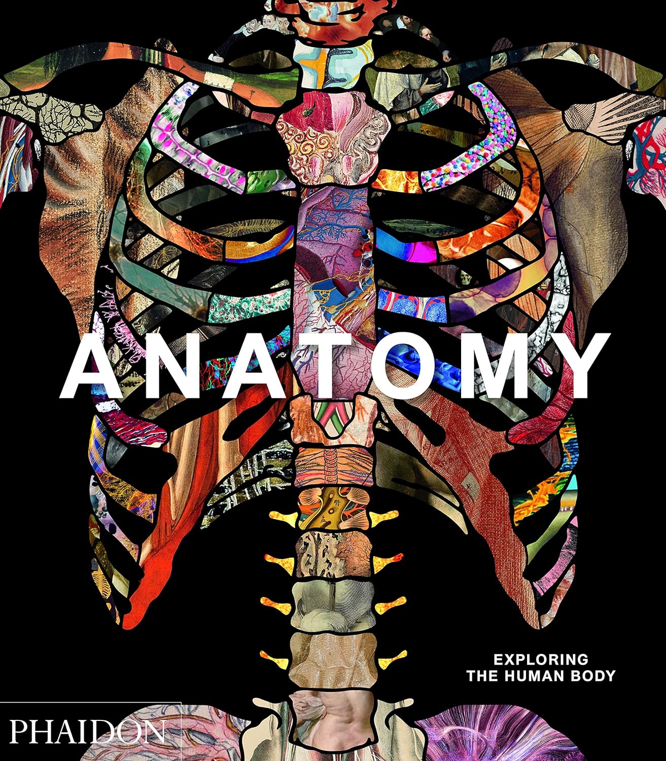 Anatomy