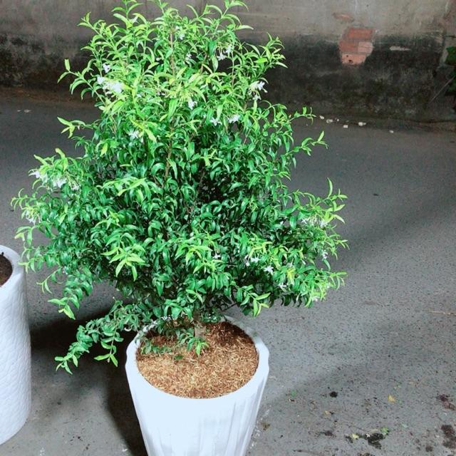 Chậu Cây Mai Chiếu Thuỷ